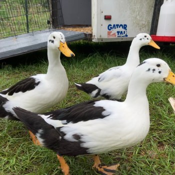 10 Ancona Duck Hatching Eggs